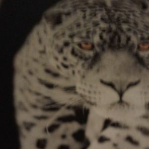 Meet your Posher, Pedro